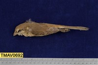 藏品(灰頭紅尾伯勞)的圖片